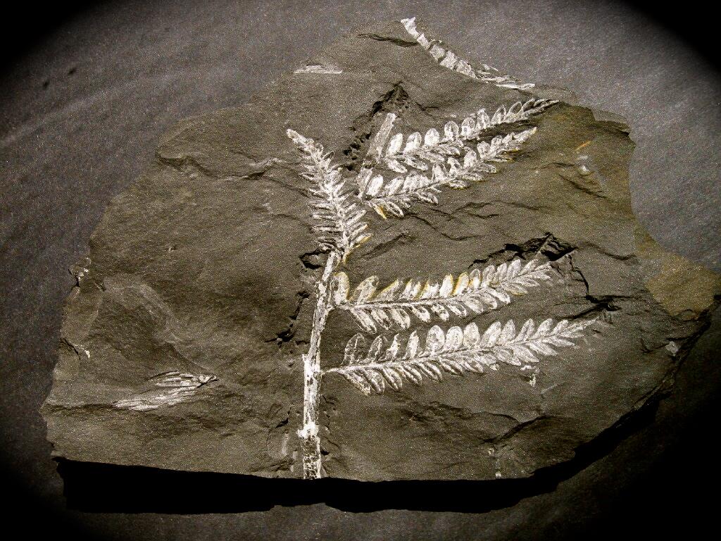A striking white pyrophyllite-replaced Alethopteris fern frond preserved on jet-black Llewellyn shale from St. Clair, Pennsylvania.