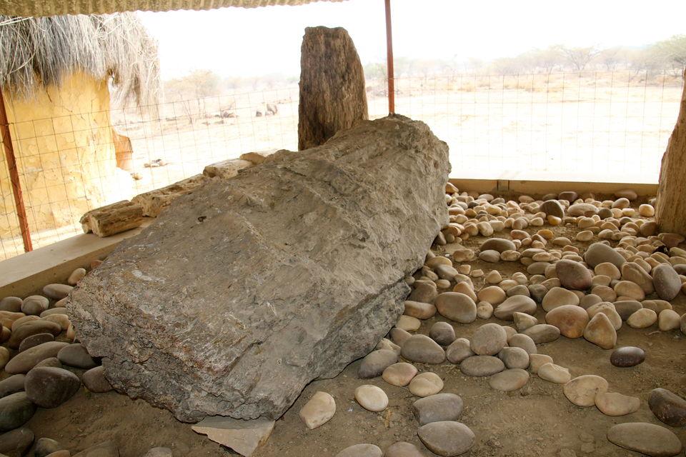 Petrified tree trunk at Akal Wood Fossil Park, Jaisalmer, Rajasthan