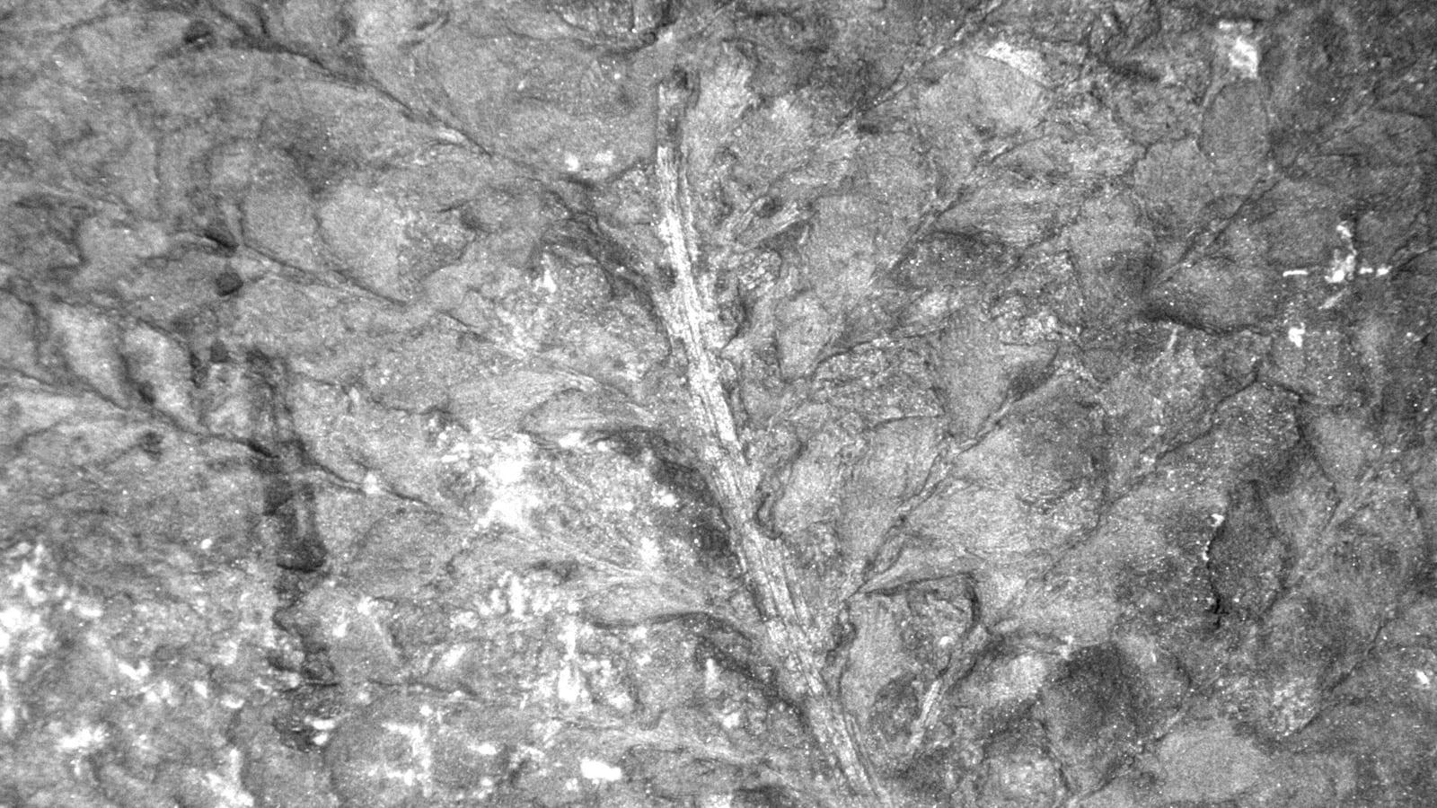 Ambridge: plant fossils and bark impressions in Ambridge, Pennsylvania