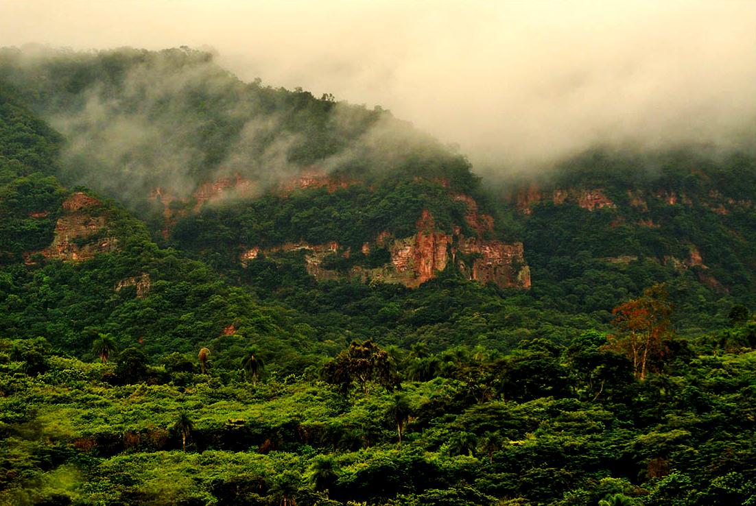 Araripe Geopark Fossil Guide