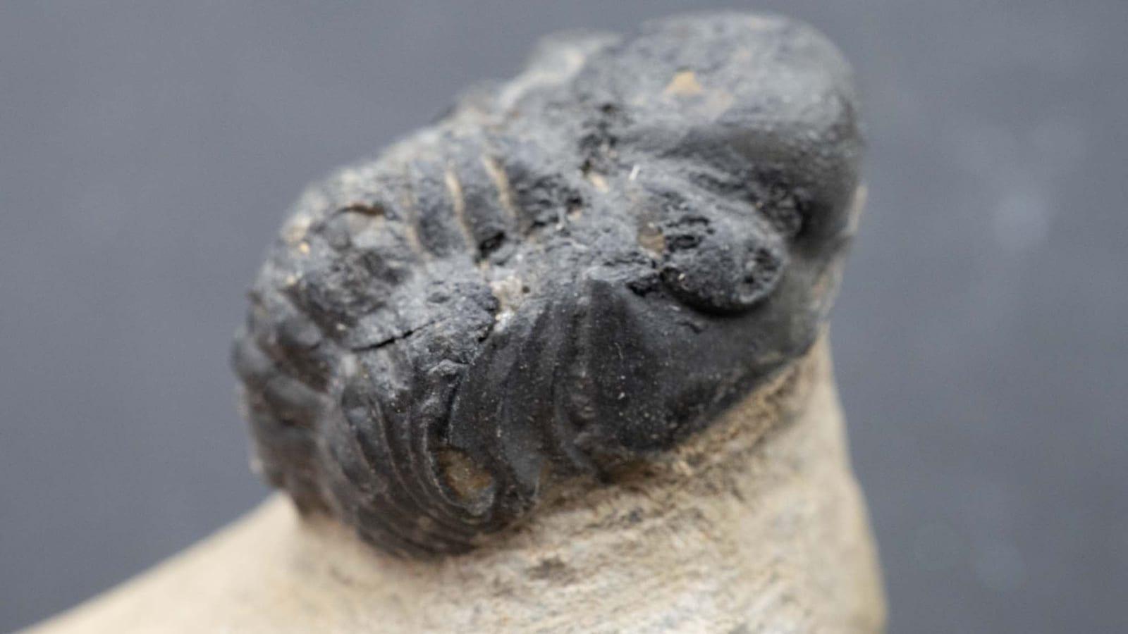 Atchana Trilobite Mine Rissani Morocco