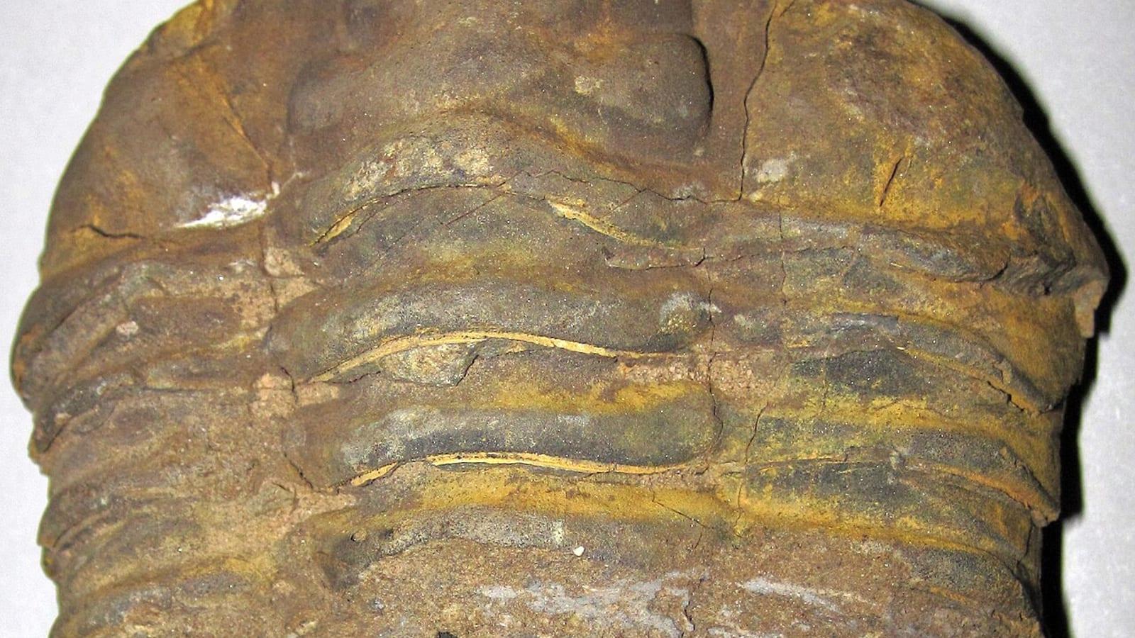 Bou Dib Fossil Site North Jbel Isoumour Alnif Morocco