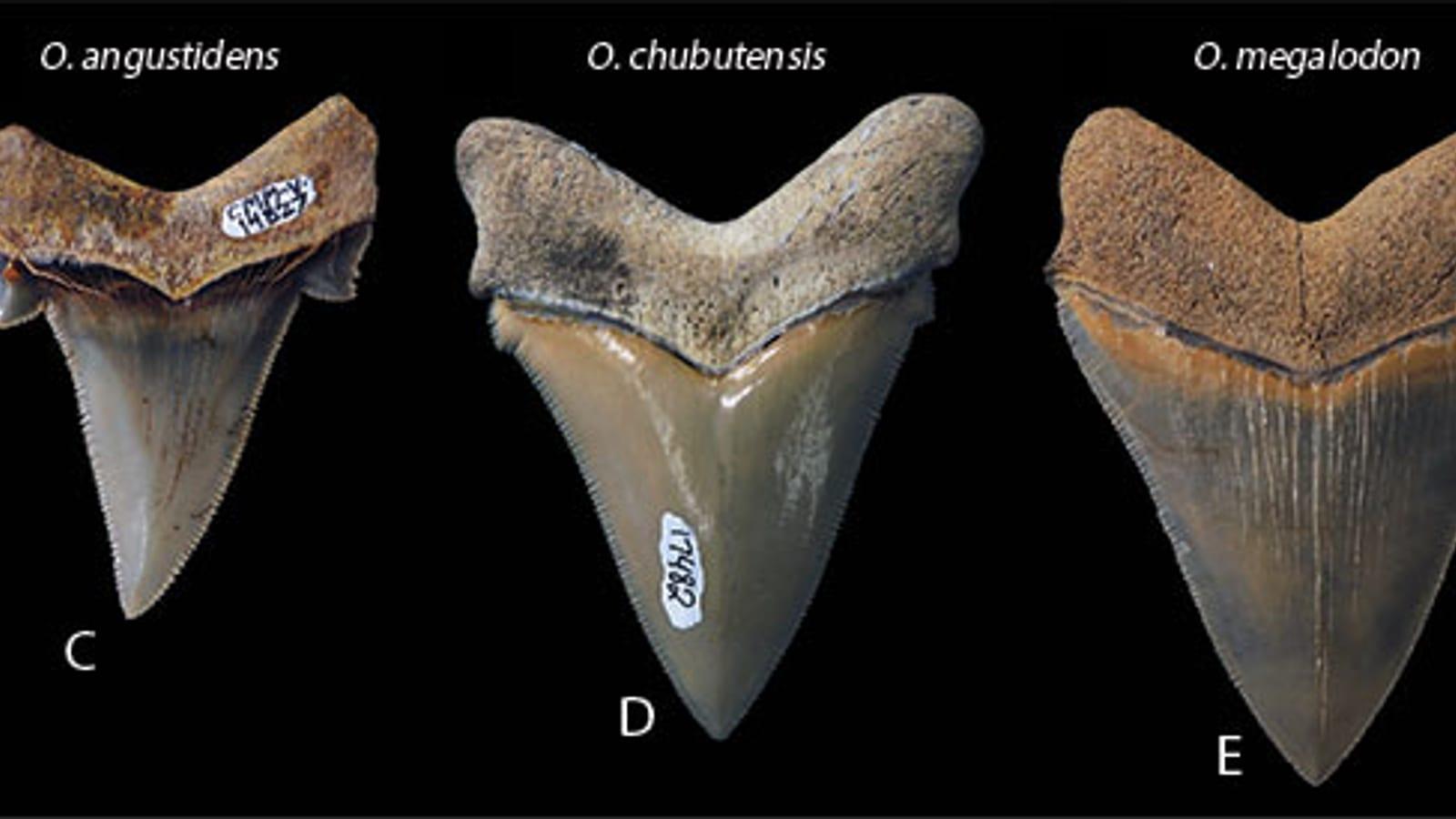 Calvert Cliffs: shark teeth, whale teeth, marine mammal bones, shells, bivalves, rays, sea turtle remains, and crocodile teeth in Maryland