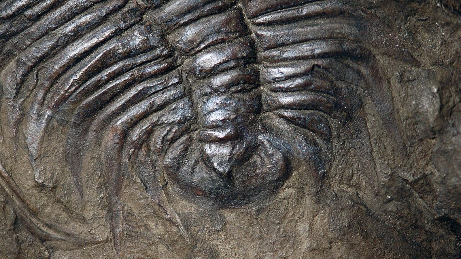 Cambrian Paradoxides Site North of Alnif Morocco