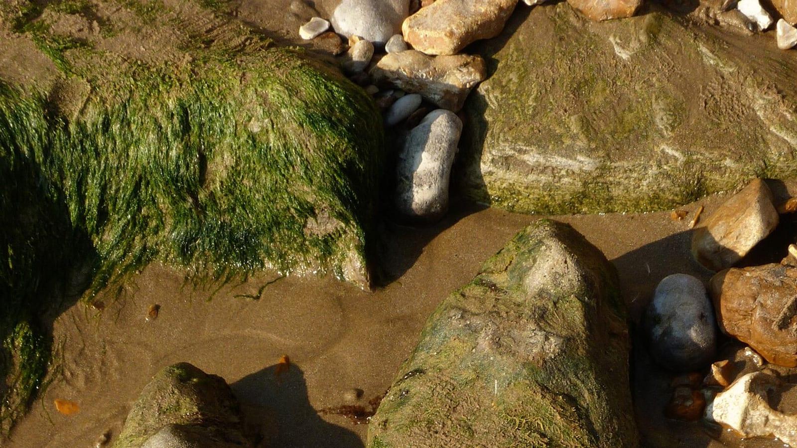 Everything You Need to Know About Fossil Hunting at Compton Bay