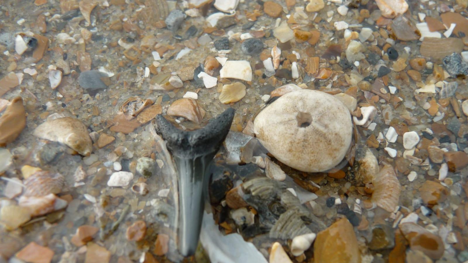 Englewood Beach: shark teeth, shells, marine fossils, and ray teeth in Englewood, Florida