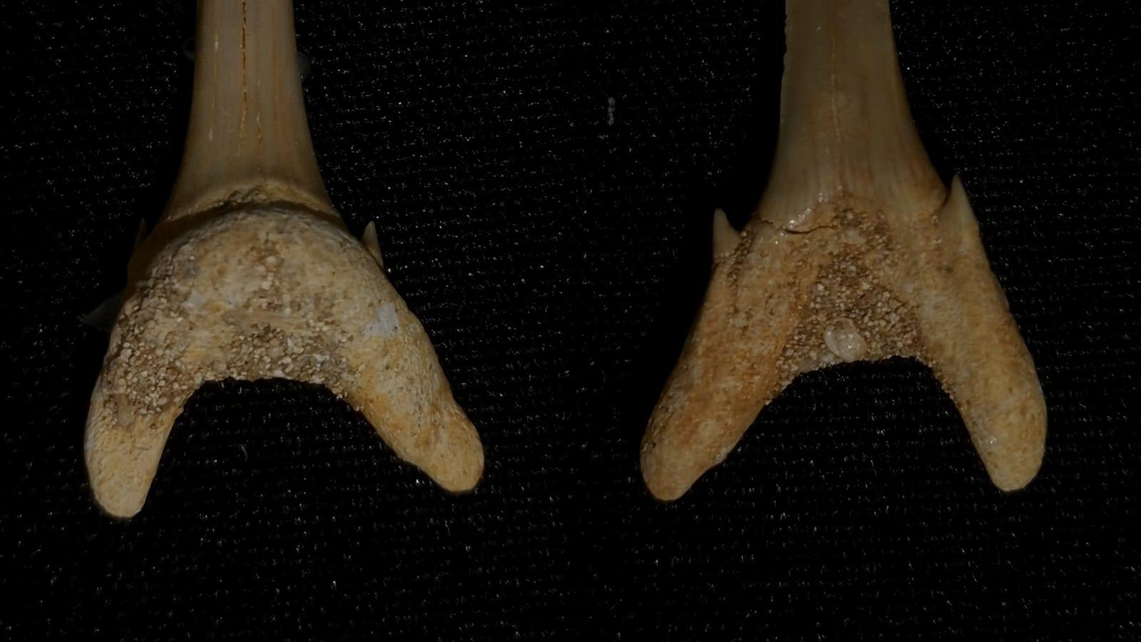 Fort Clinch State Park: shark teeth, marine fossils, and shells in Amelia Island, Florida