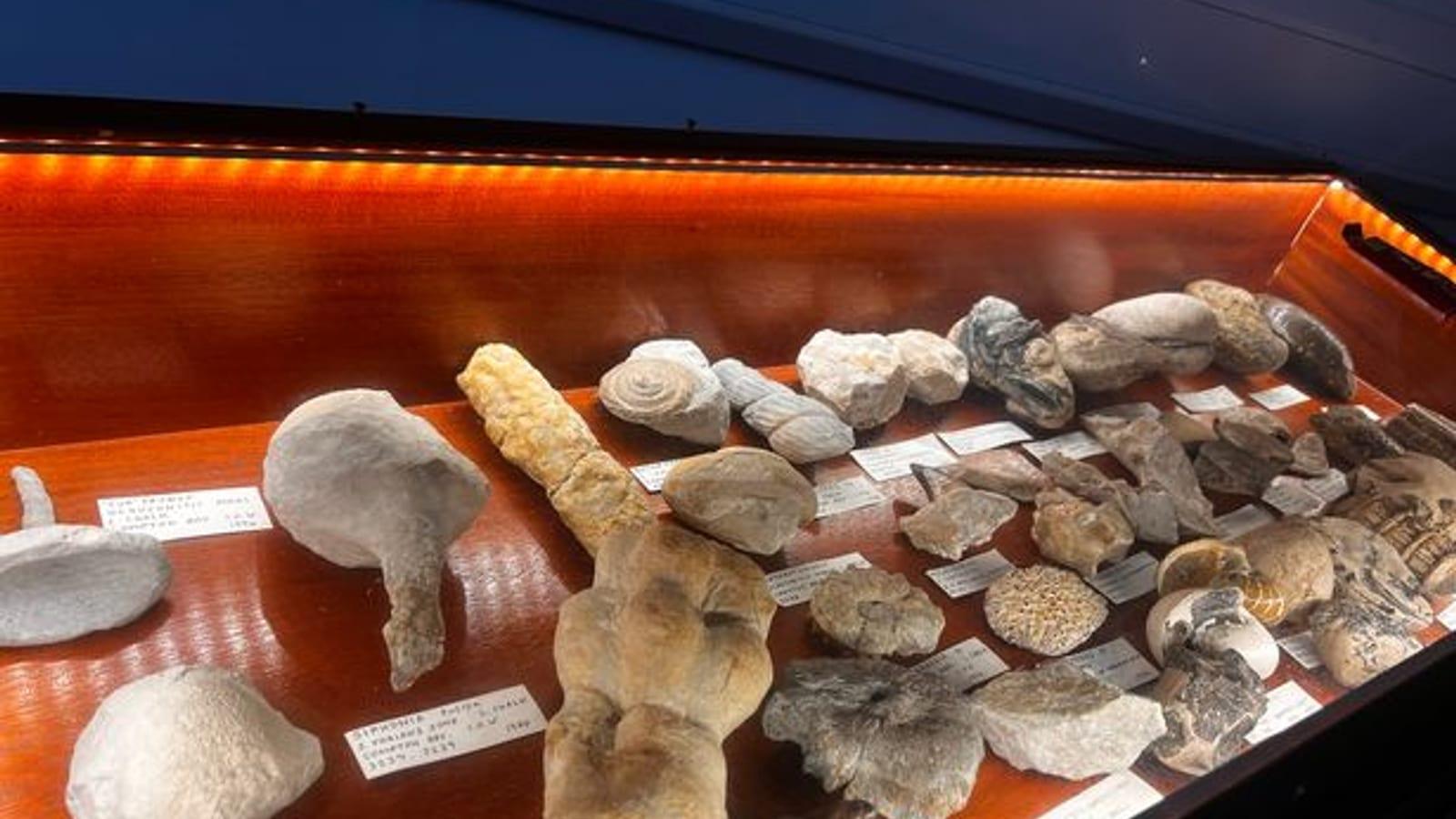Fossil Hunting at Seaton: A Complete Guide