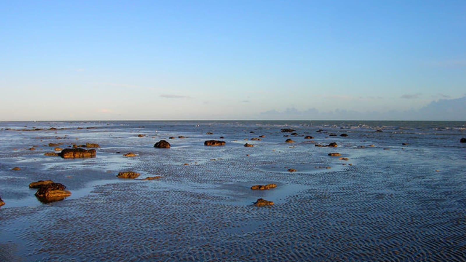 Fossil Hunting Bognor Regis London Clay