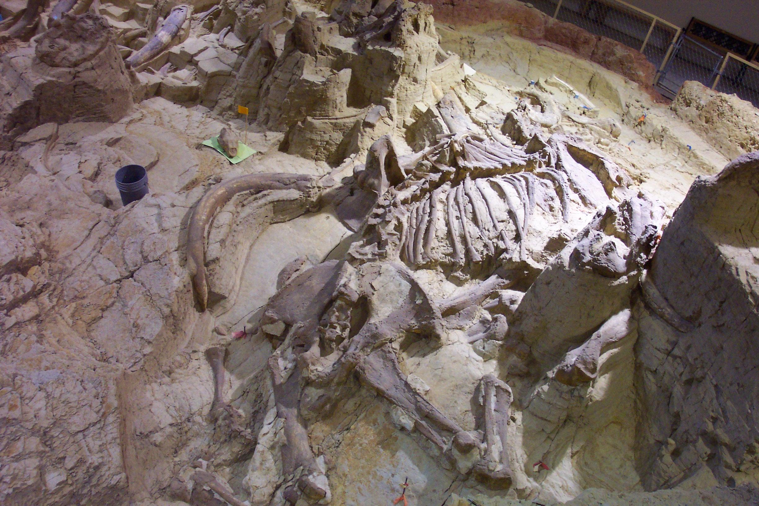 Partly exposed bonebed with tusks and skeletal elements inside the indoor excavation at The Mammoth Site, Hot Springs.