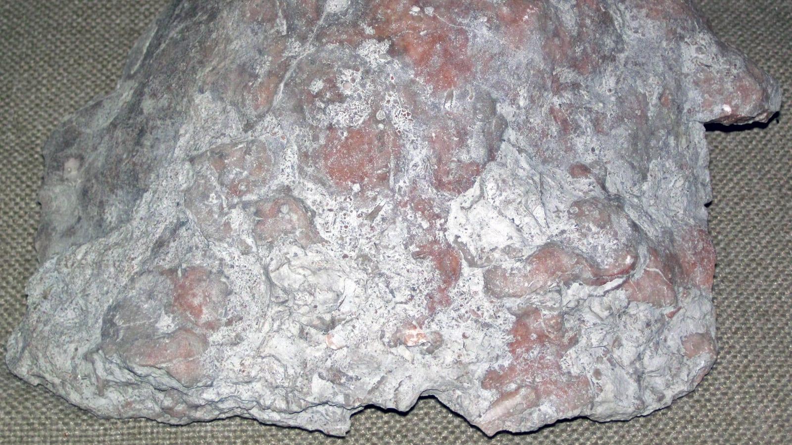 Oakes Quarry Park: marine fossils such as brachiopods, corals, bryozoans, and crinoids in Fairborn, Ohio