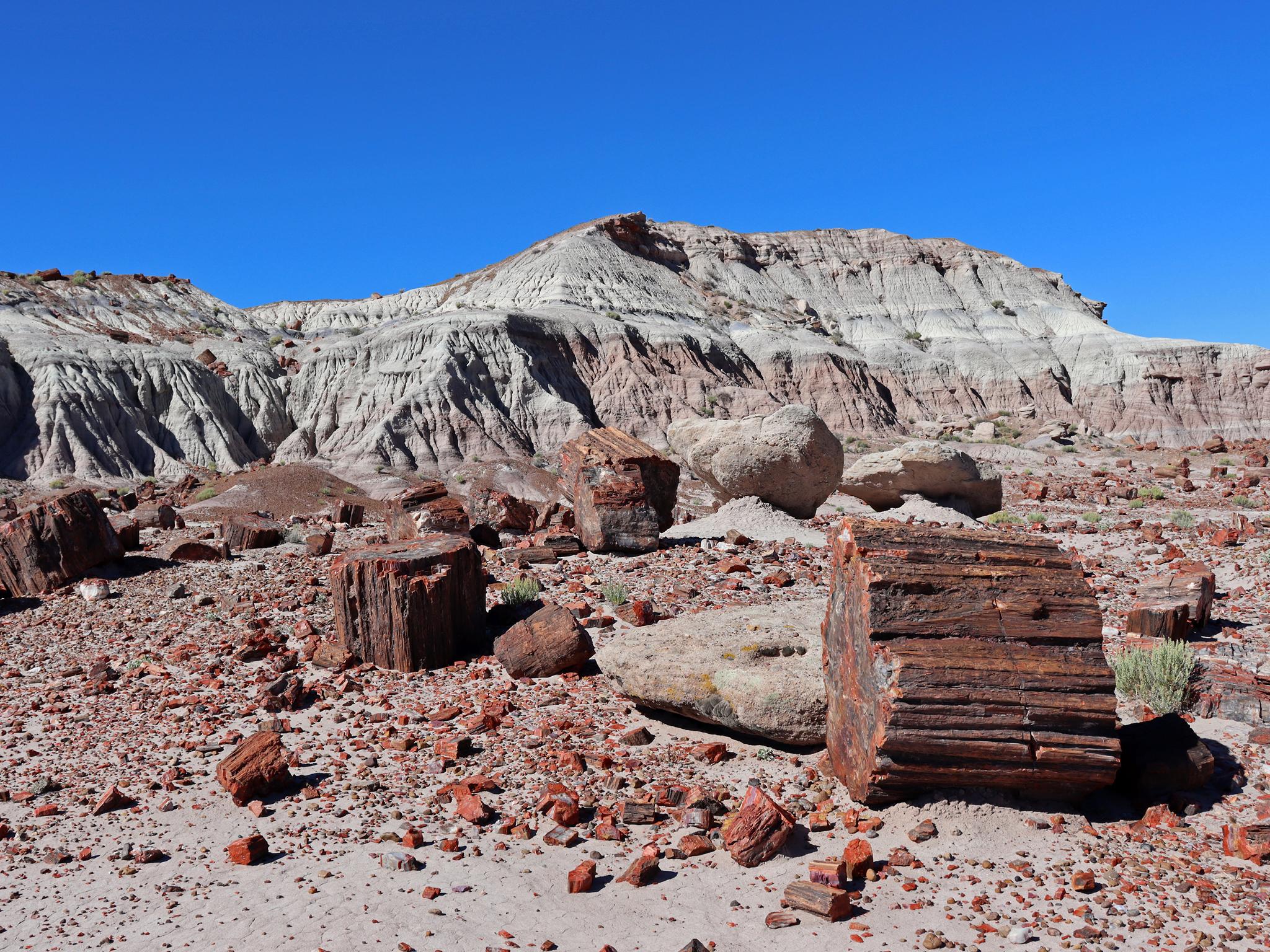 Large petrified wood logs scattered across red and grey clay badland slopes at Petrified Forest National Park, AZ.