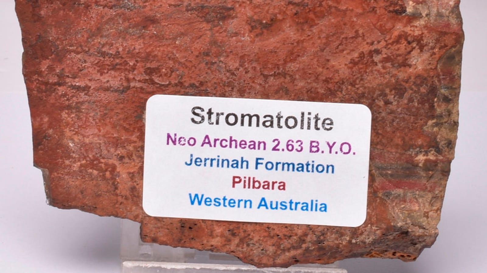 Pilbara Stromatolites: Earths Oldest Life 3.5 Billion Years, WA
