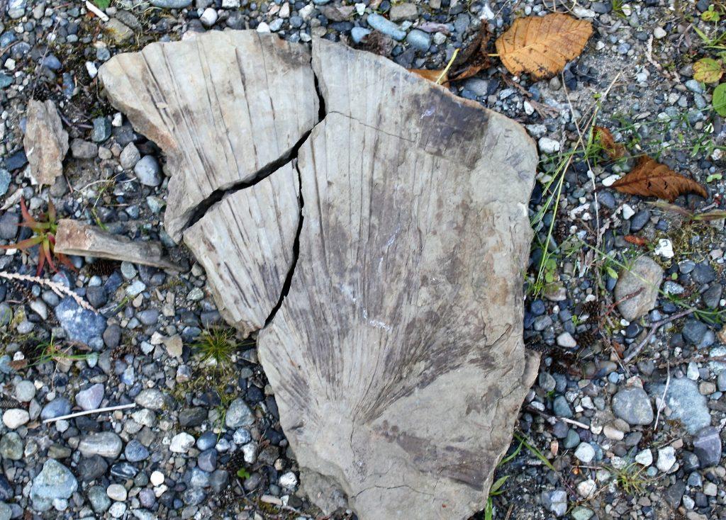 A large fossil palm frond (Sabalites) impression on a slab of grey Chuckanut Formation sandstone from the Racehorse Creek landslide, Whatcom County, Washington.