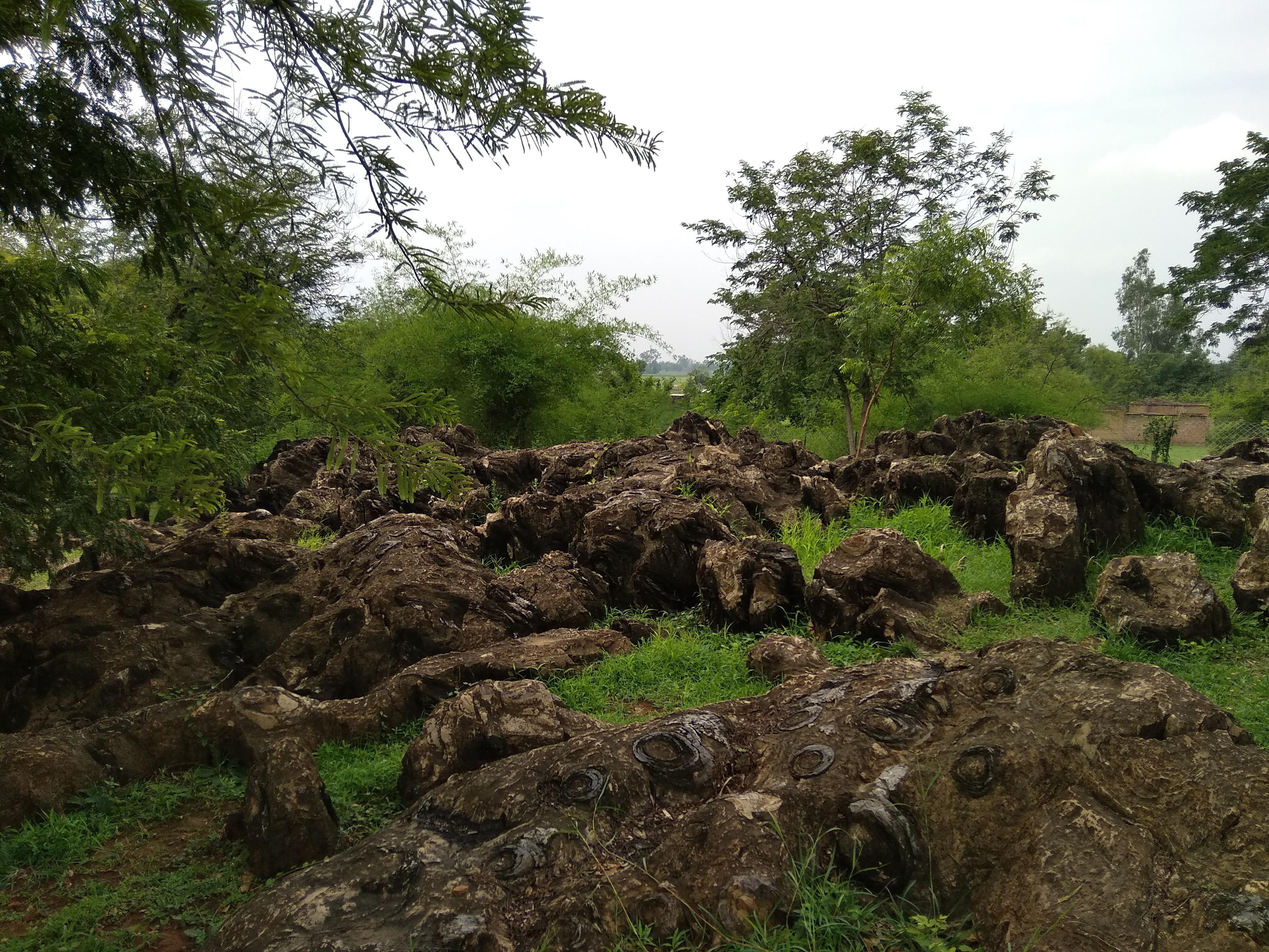 Proterozoic stromatolite fossils at Salkhan Fossil Park, Sonbhadra, Uttar Pradesh