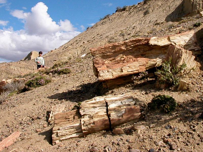 Person sitting beside a large weathered petrified log on a pale clay slope at the Sarmiento Petrified Forest, Chubut.