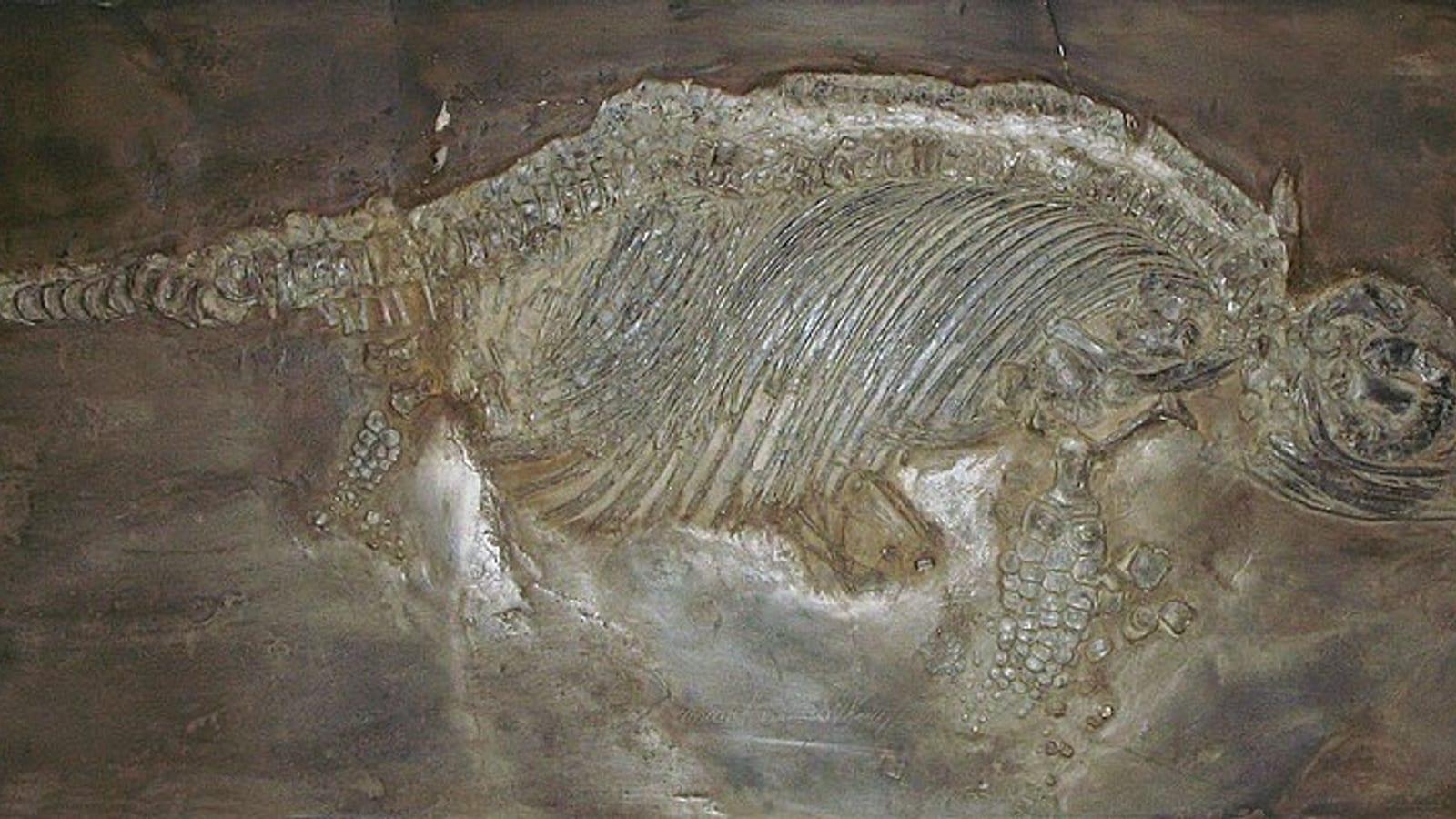 Schiefererlebnis Dormettingen Posidonia Shale Fossil Klopfplatz