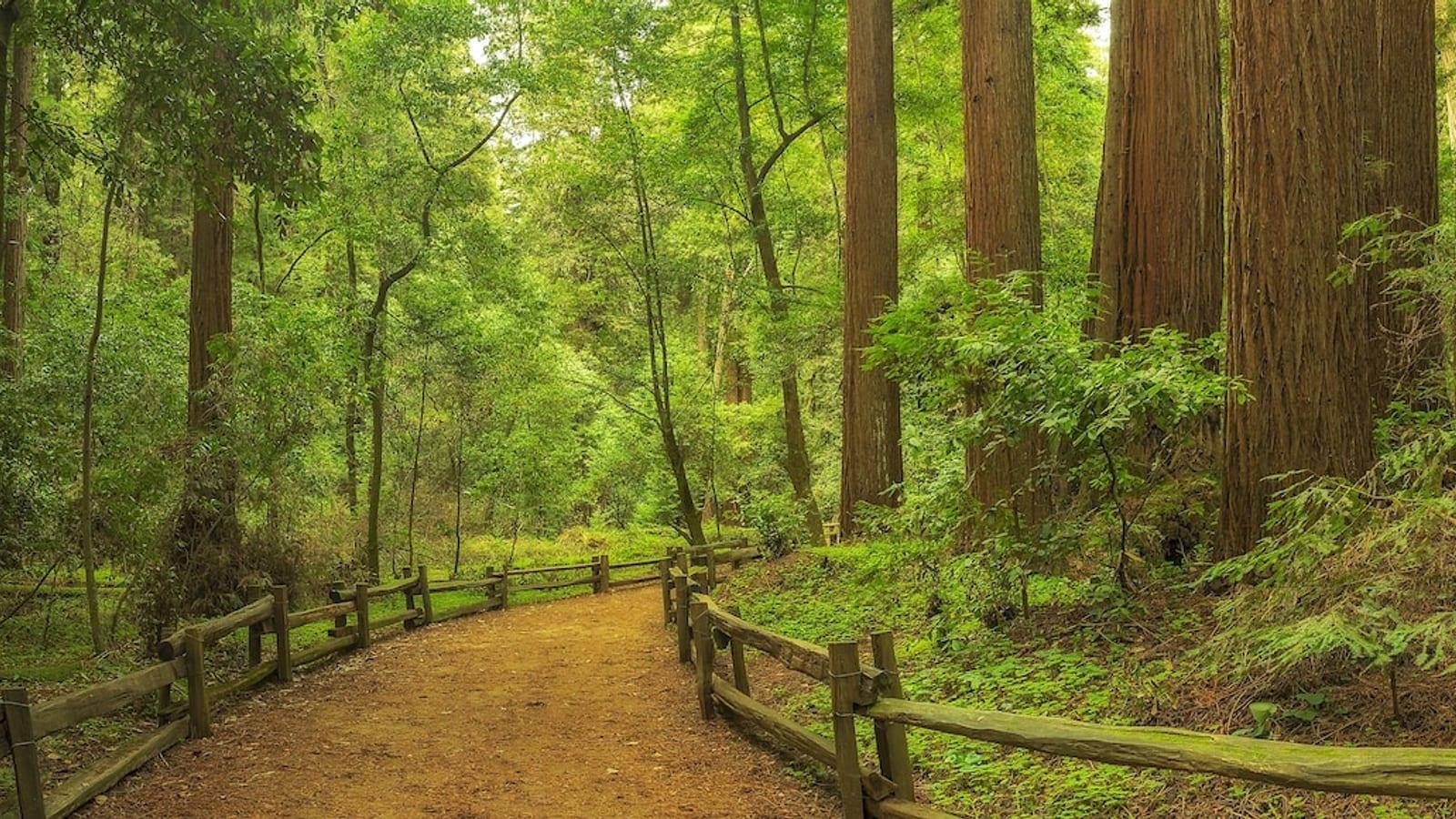 Shaded redwood forest path lined by a wooden split-rail fence and lush green understorey near Scotts Valley, CA.