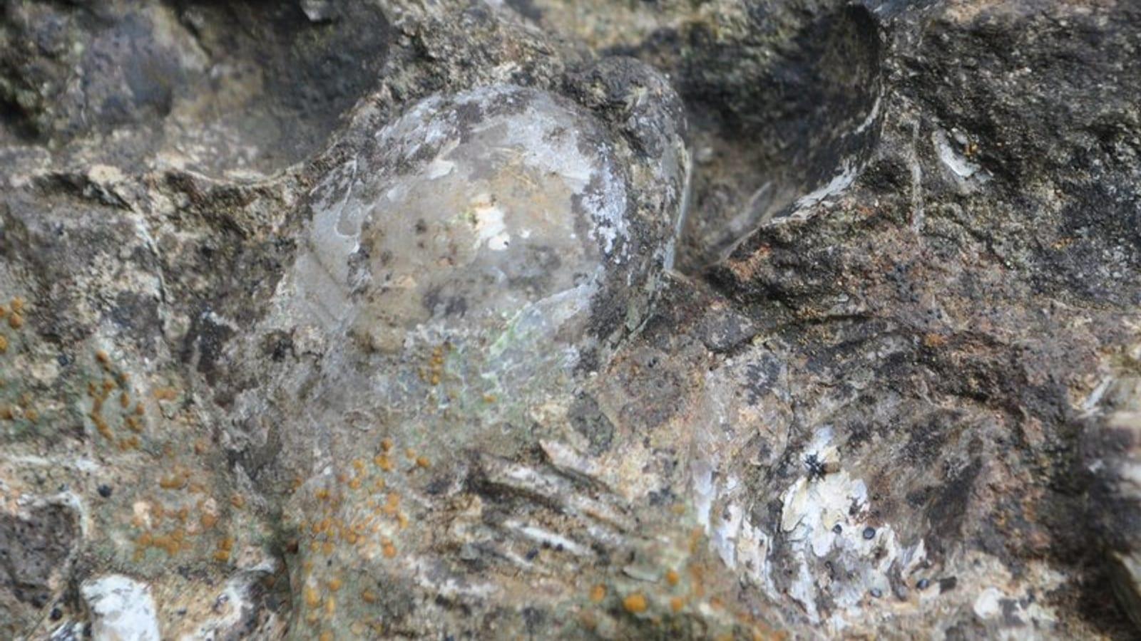 Timahdite Brachiopod Collecting Site Morocco