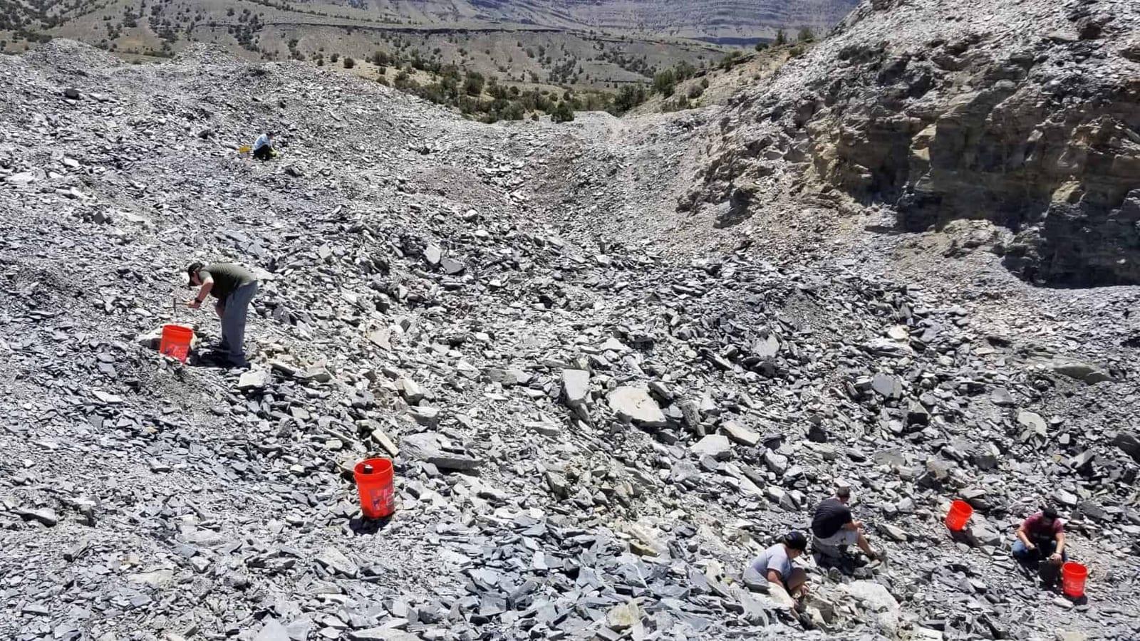 Visitors with red buckets working a grey-tan shale slope below scrubby ridge tops at the U-Dig Fossils quarry, Utah.