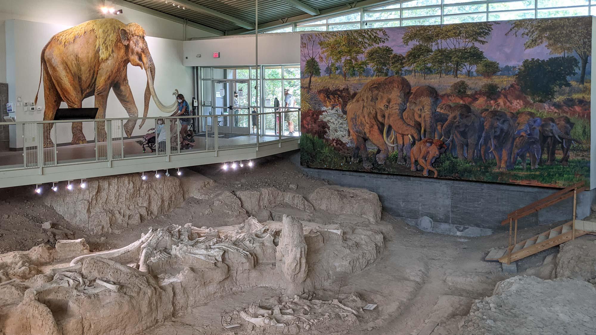 Articulated Columbian mammoth bones exposed in the protective dig shelter at Waco Mammoth National Monument, Texas.