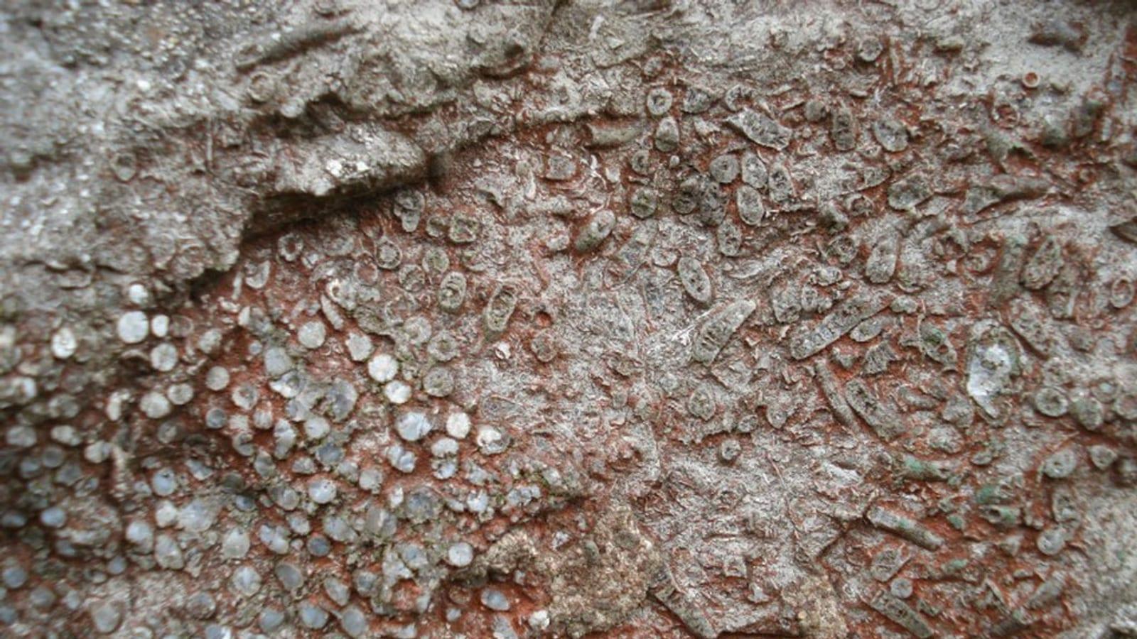 Your Guide to Fossil Collecting at Halkyn Mountain
